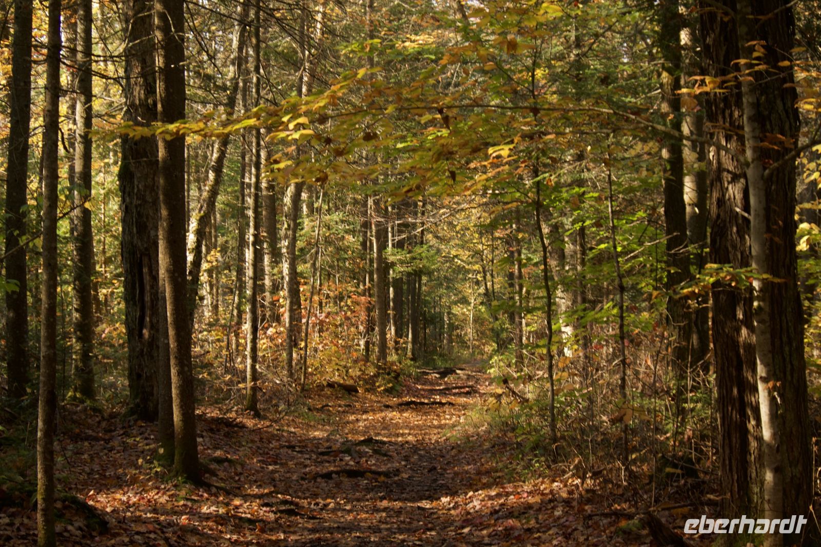 Wanderung im Algonquin Park