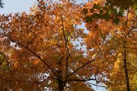 Wanderung im Algonquin Park
