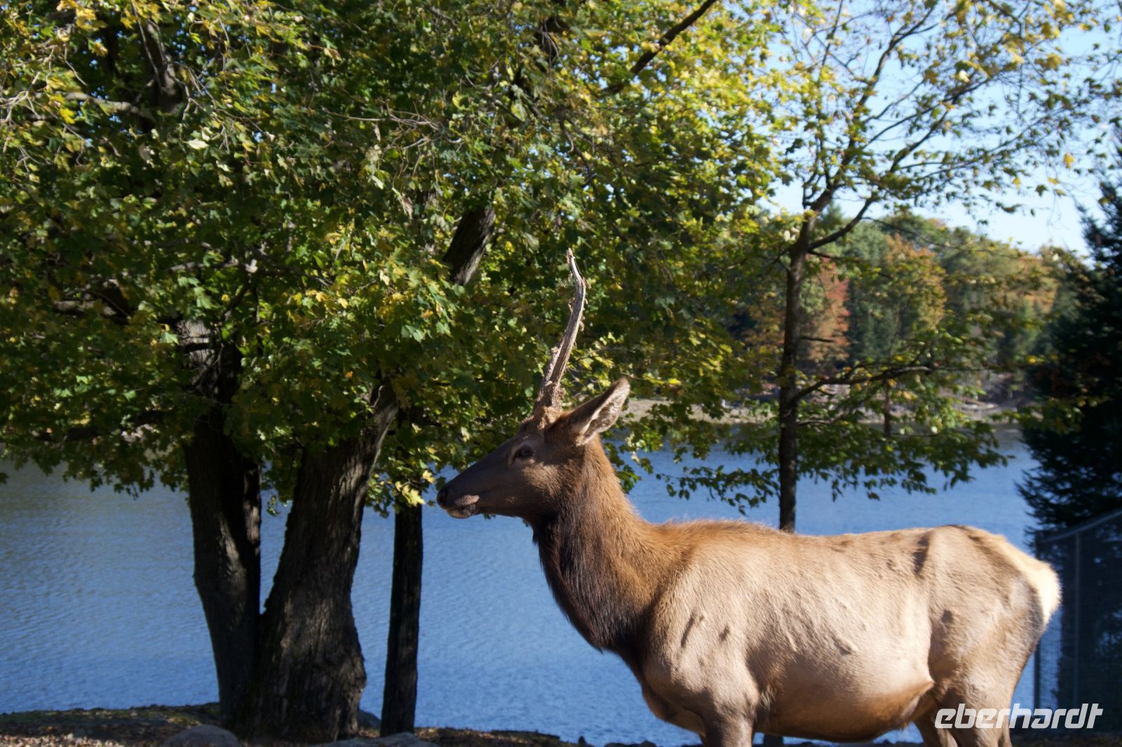 Wapti Hirsch im Omega Wildpark