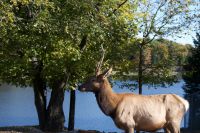 Wapti Hirsch im Omega Wildpark