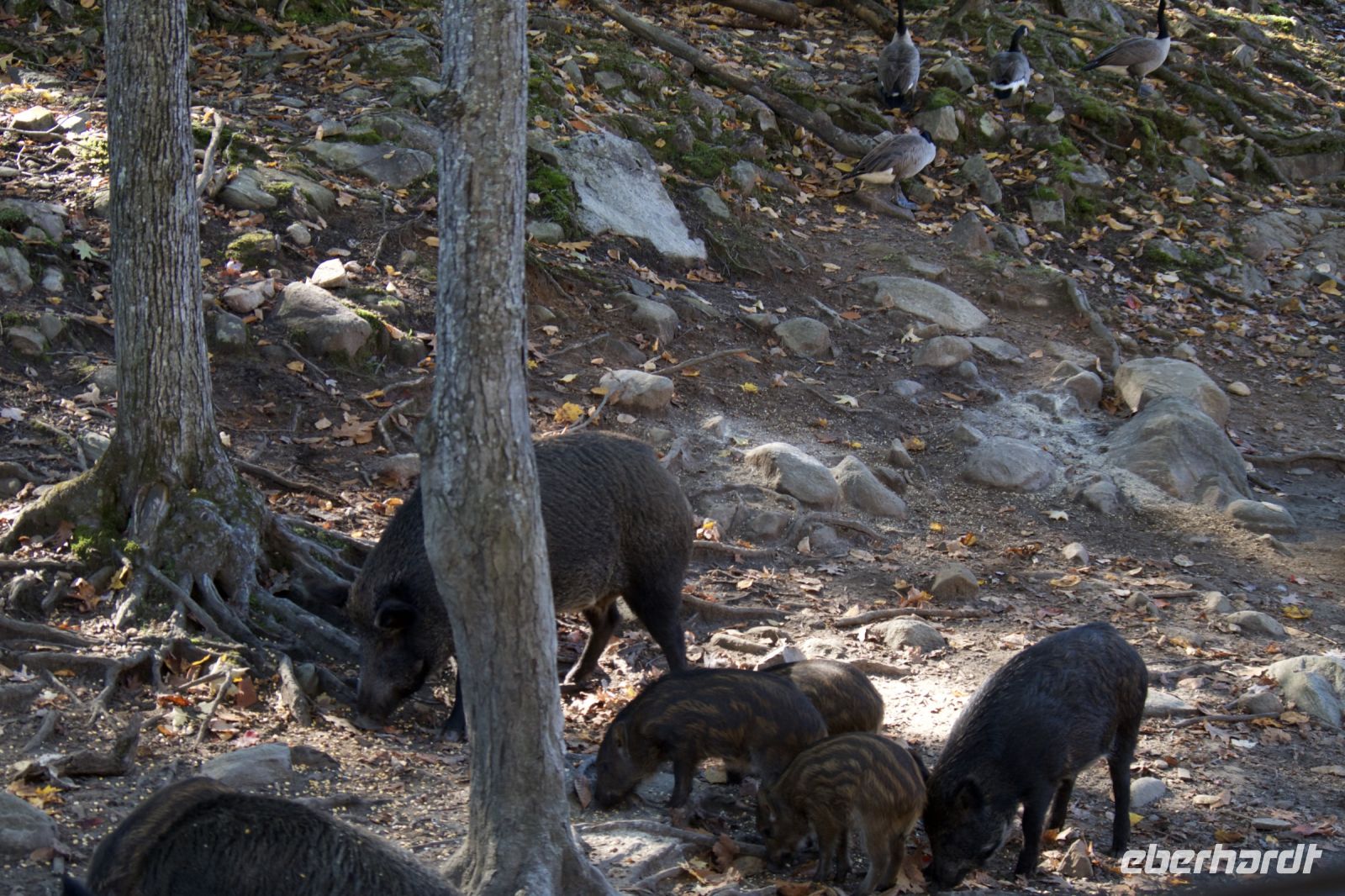 Wildschweine im Omega Wildpark