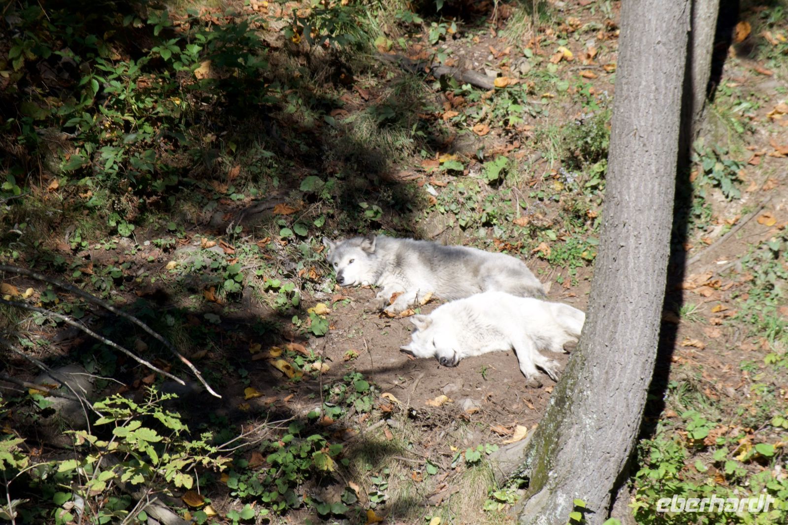 Wölfe im Omega Wildpark
