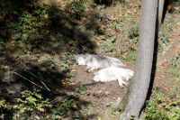 Wölfe im Omega Wildpark