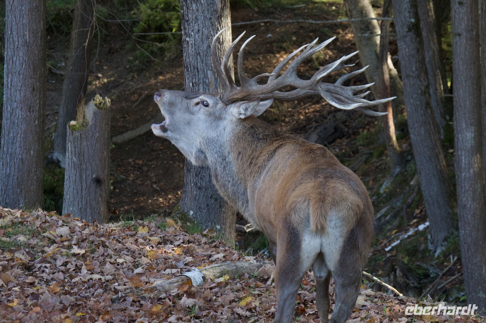 Wapti Hirsch Omega Wildpark