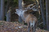 Wapti Hirsch Omega Wildpark