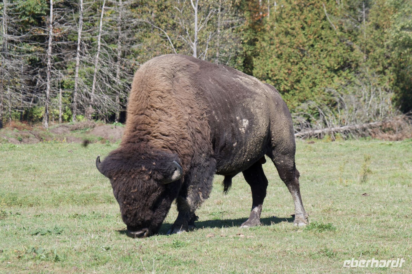 Bison im Omega Wildpark