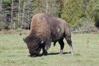 Bison im Omega Wildpark