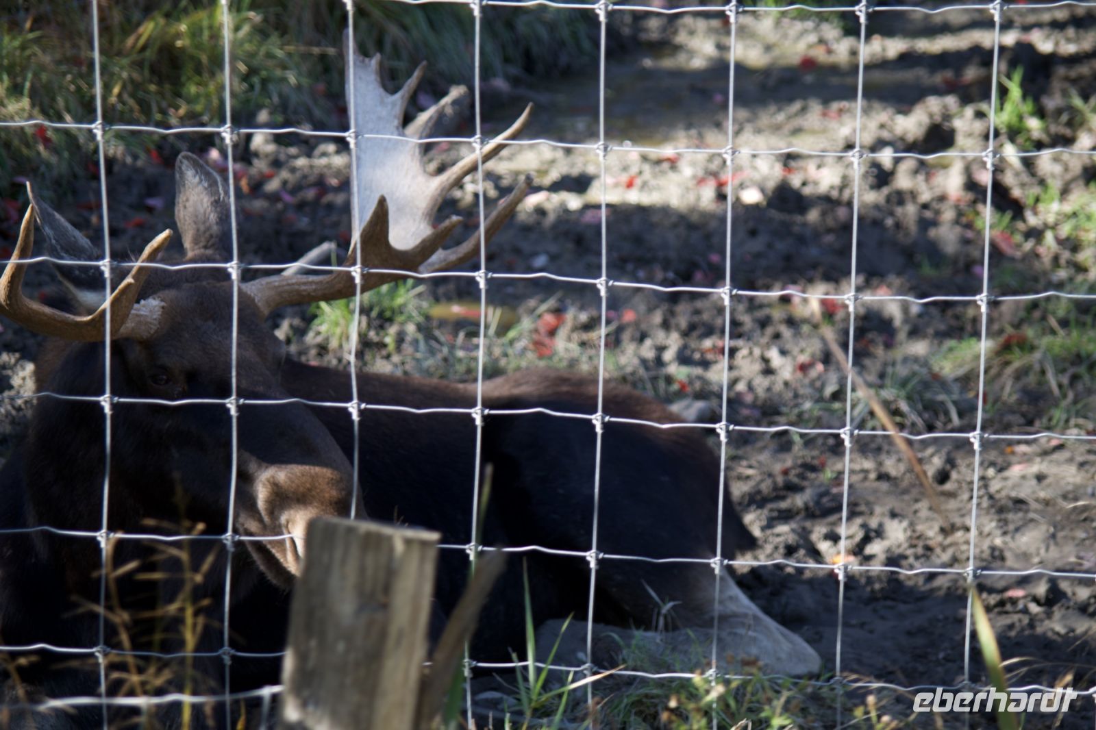 Elch im Omega Wildpark