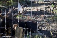 Elch im Omega Wildpark