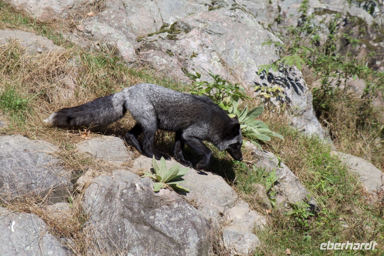 Fuchs im Omega Wildpark