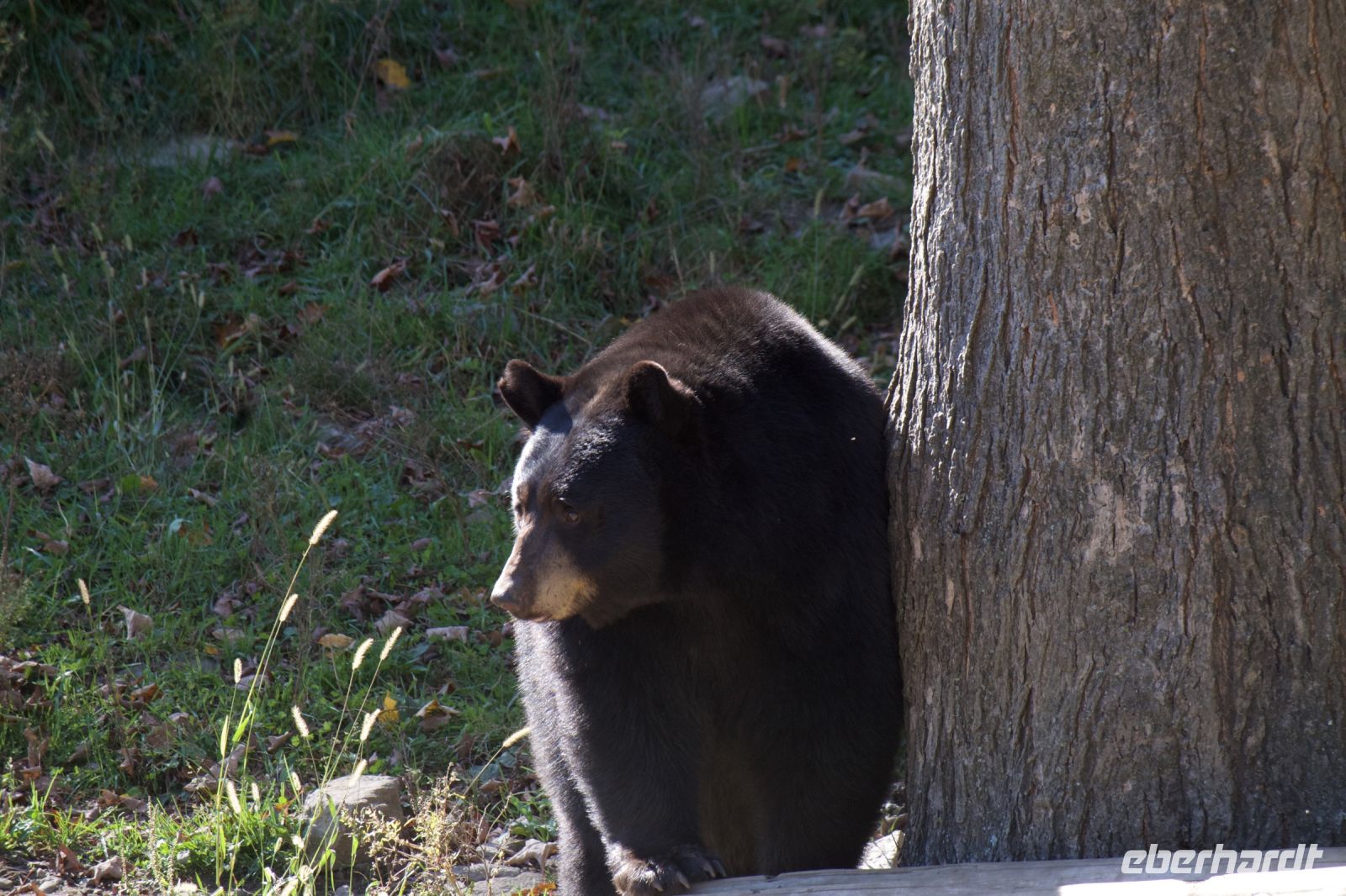 Schwarzbär im Omega Wildpark