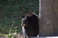 Schwarzbär im Omega Wildpark