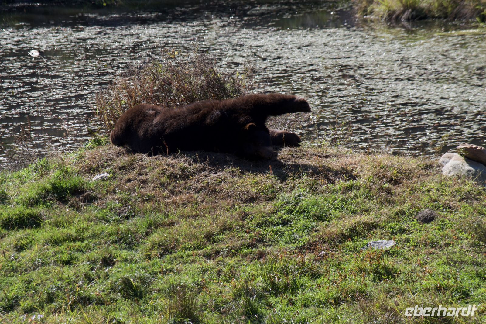 Zimtbär im Omega Wildpark