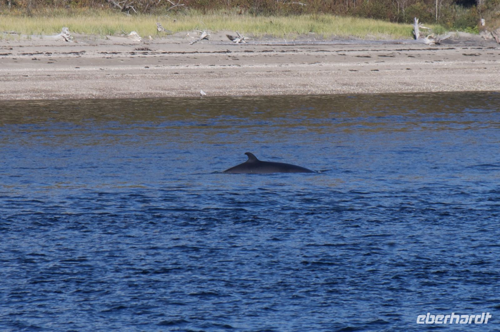 Walbeobachtung in Tadoussac
