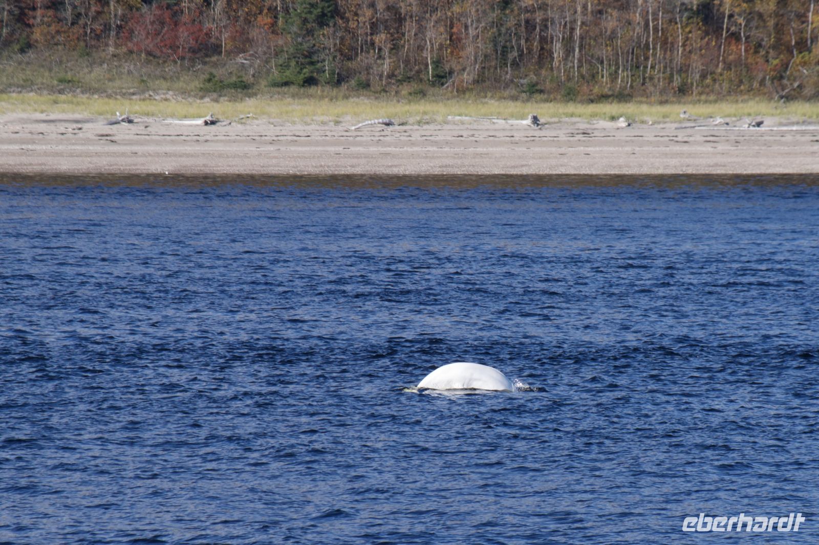Walbeobachtung in Tadoussac