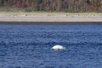 Walbeobachtung in Tadoussac