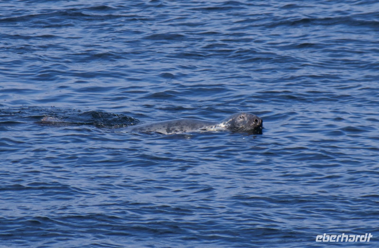 Walbeobachtung in Tadoussac