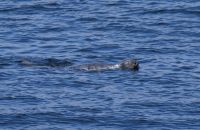 Walbeobachtung in Tadoussac