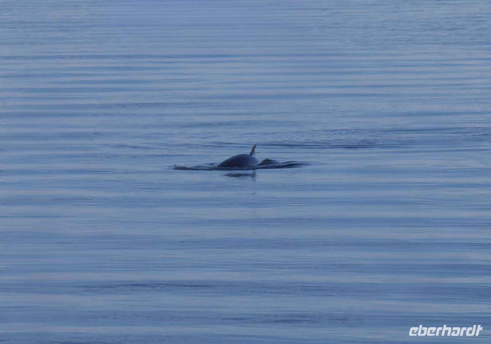 Walbeobachtung in Tadoussac