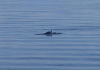 Walbeobachtung in Tadoussac