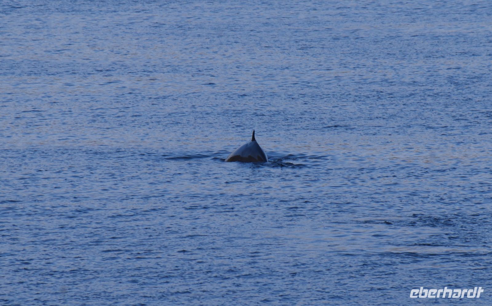 Walbeobachtung in Tadoussac