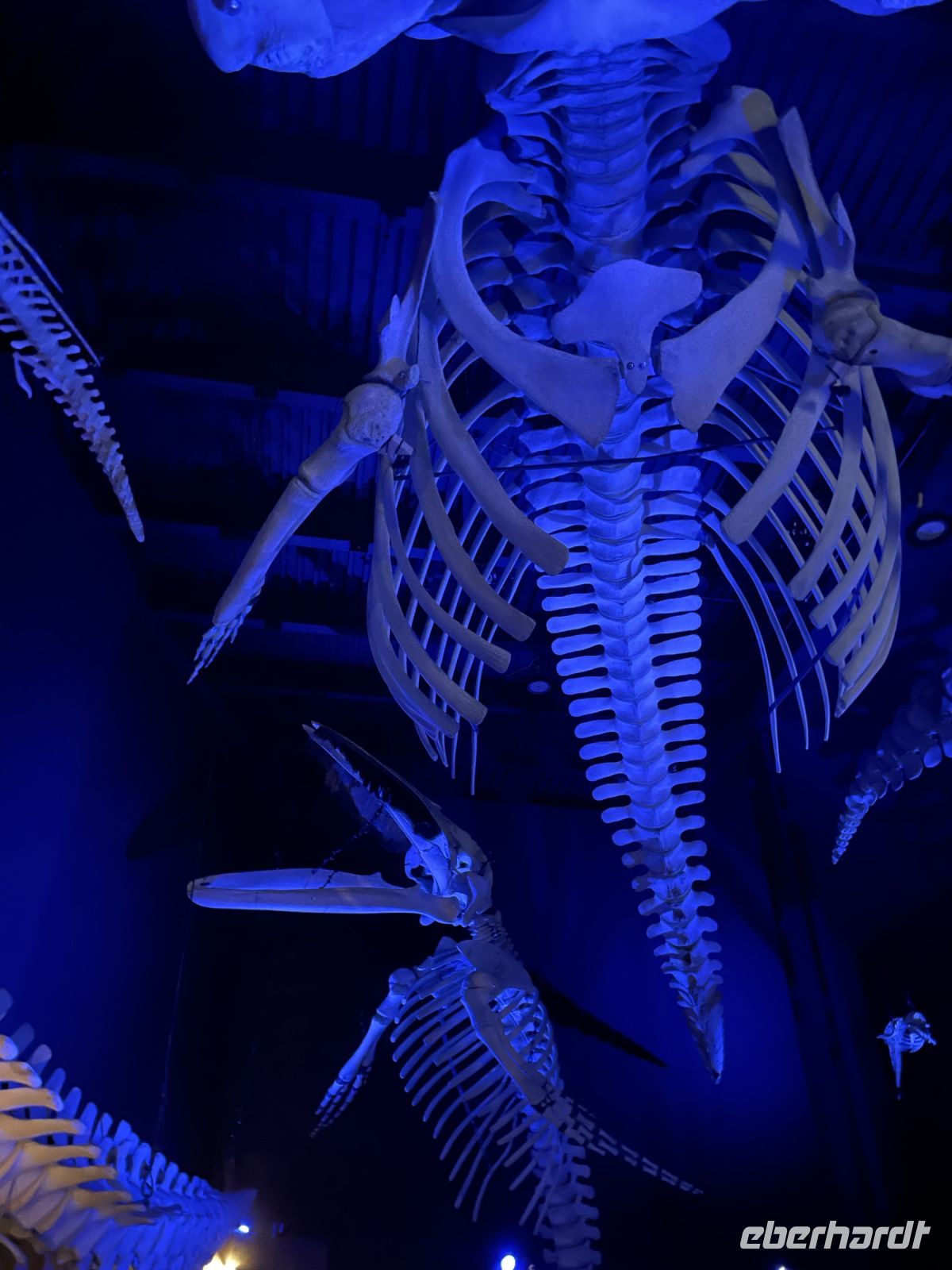 Meerestiermuseum Tadoussac