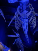 Meerestiermuseum Tadoussac