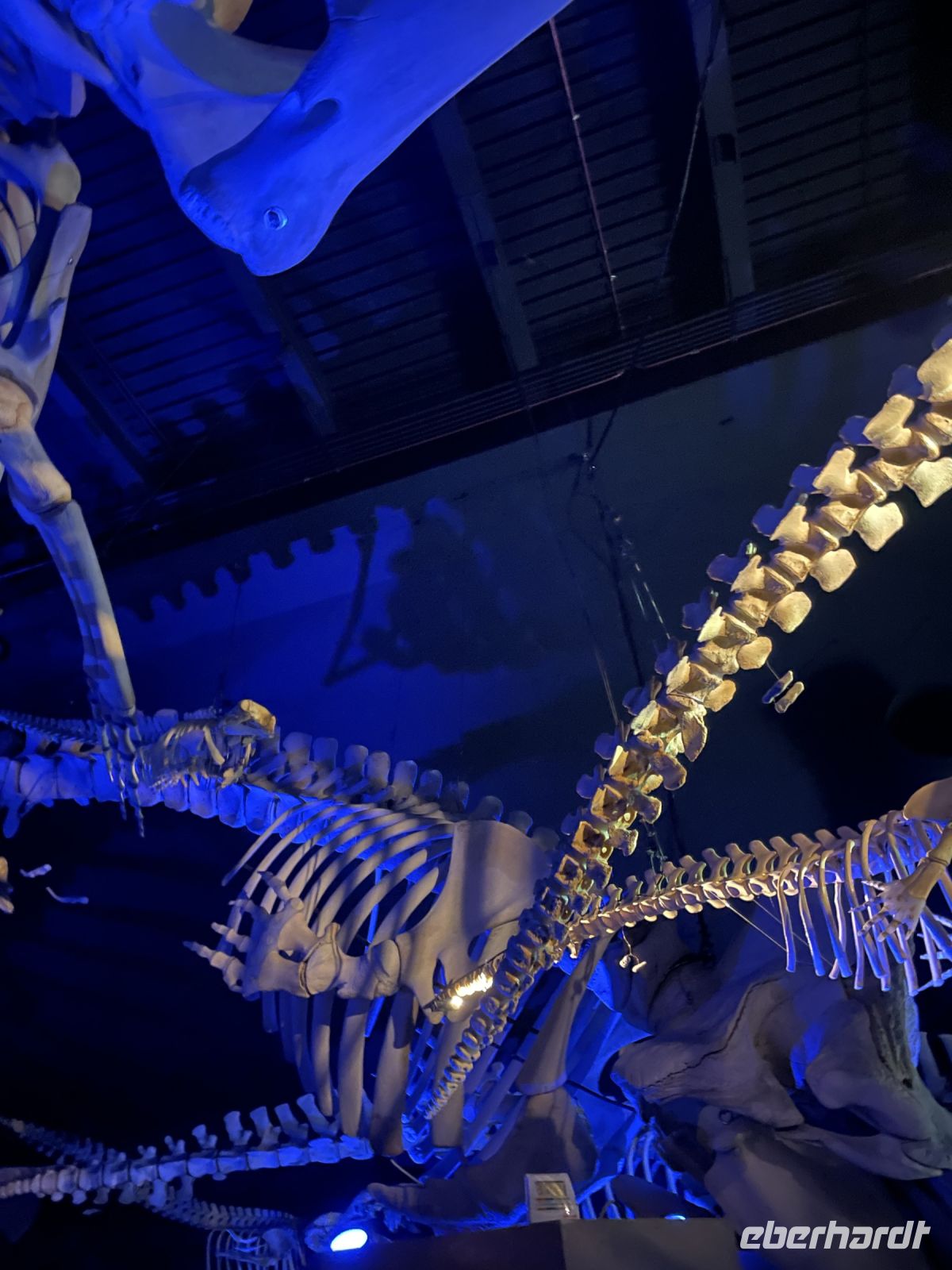 Meerestiermuseum Tadoussac