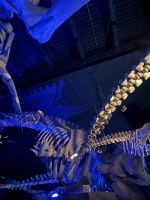 Meerestiermuseum Tadoussac