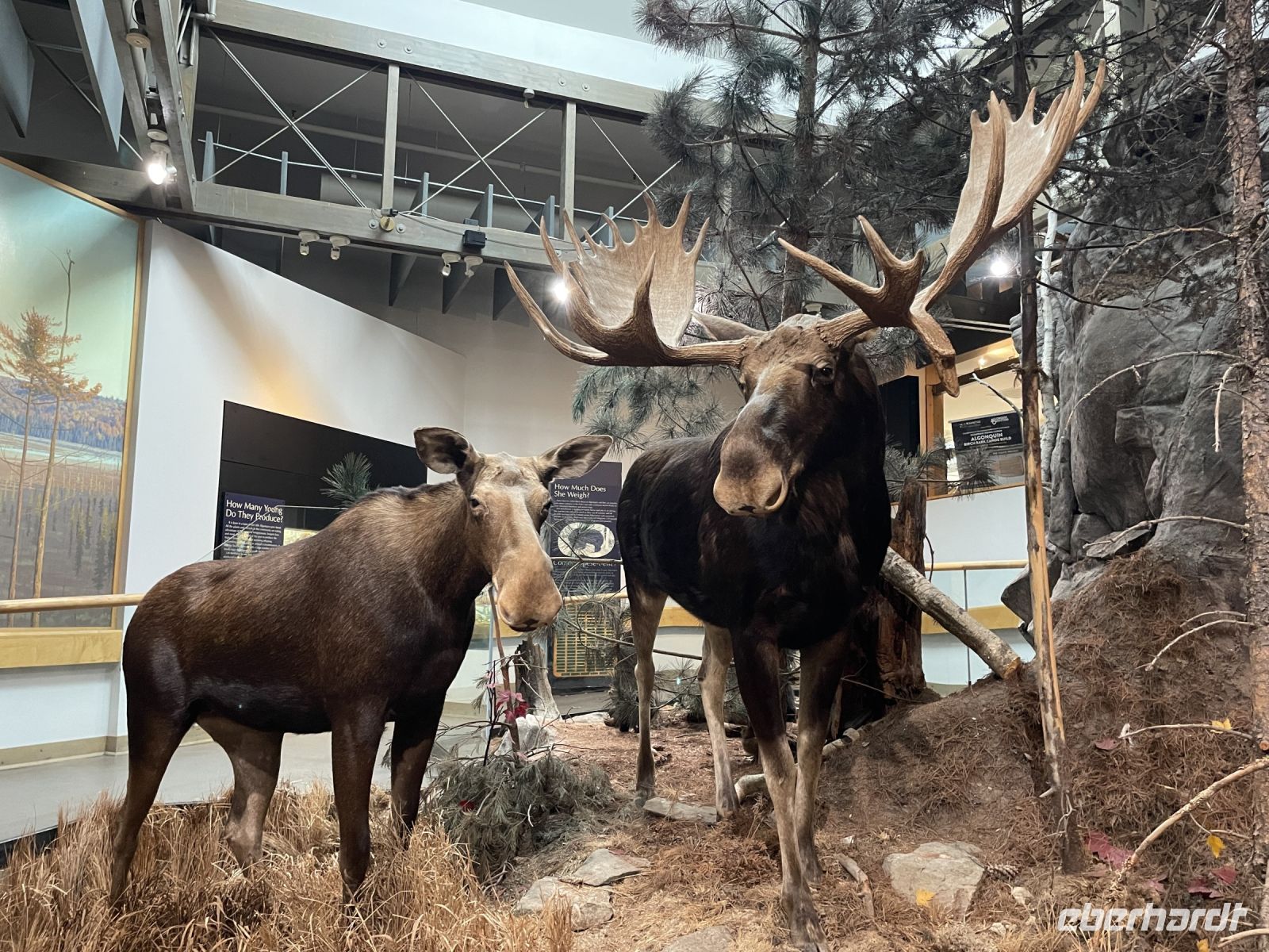 Algonquin Besucherzentrum