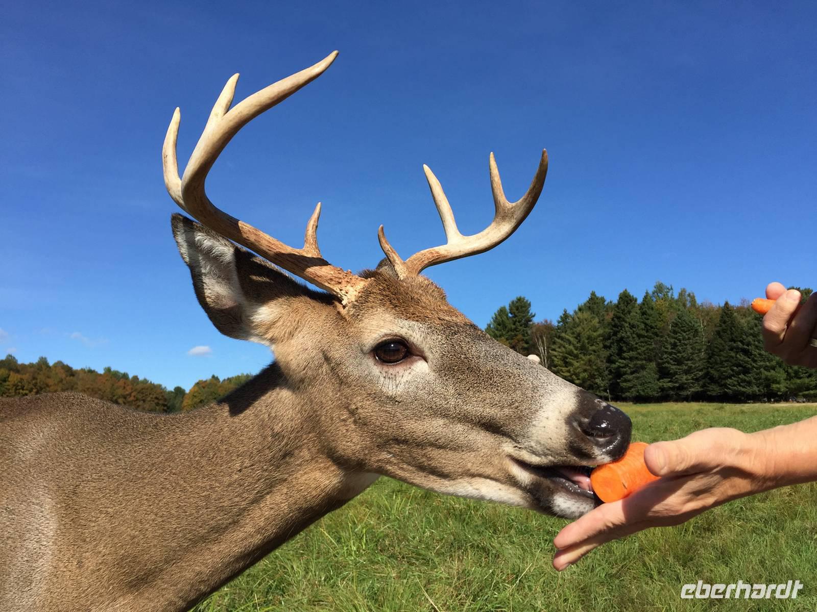 231 Omega Wildpark