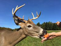 231 Omega Wildpark