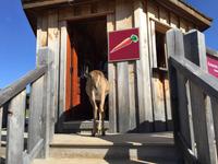 235 Omega Wildpark
