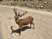 Gibts Karotten, bitteeeee