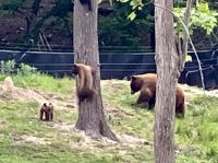Eine Grizzly-mama mit ihren 2 Jungen