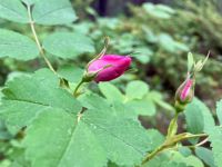 Das Alberta Roeschen