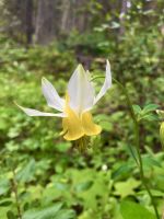 Mitten im Wald bei Emerald Lake eine Lilie