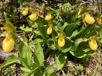 Frauenschuh am Emerald Lake