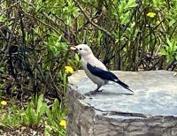 Der anhaengliche Whisky Jack (Heer)