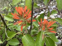 Indian Paintbrush