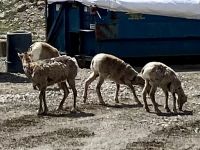 Damenherde von Krummhornschafe