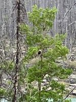 Weisskopfadler bei Medicine Lake