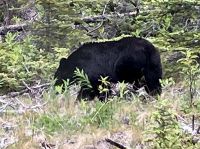 Der Schwarzbaer bei Maligne Lake