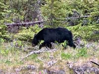 Der schoene grosse Schwarzbaer am Strassenrand
