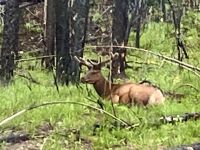 Wapitihirsch bei Mailgne See