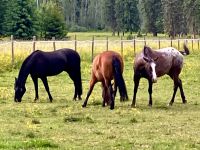 Auf der Block Horse Ranch in Wells Grey Park 