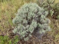 Wilder Salbei gibts ueberall