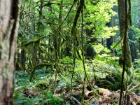 Erster Urwald in Cathedral Grove auf dem Weg nach Tofino