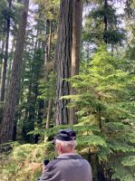 Grosse, alte Duglasien werden verewigt.