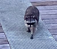 Der Waschbear wohnt auf einem der vielen Schiffe am Pier